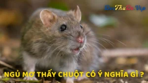 Ý Nghĩa Tâm Linh Khi Mơ Thấy Chuột