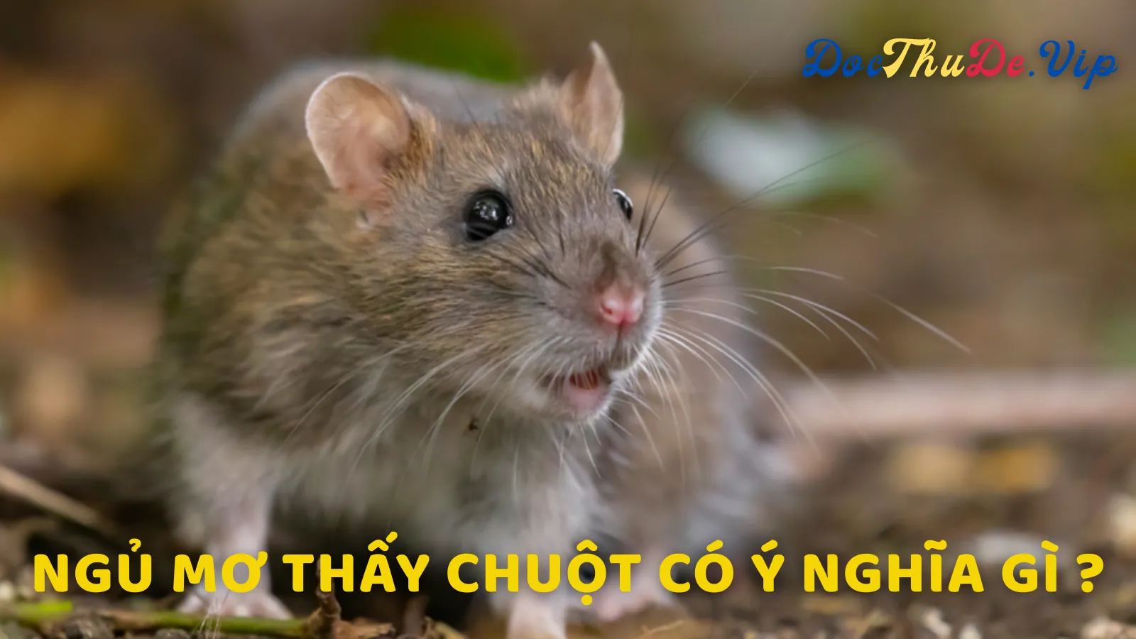 Ý Nghĩa Tâm Linh Khi Mơ Thấy Chuột