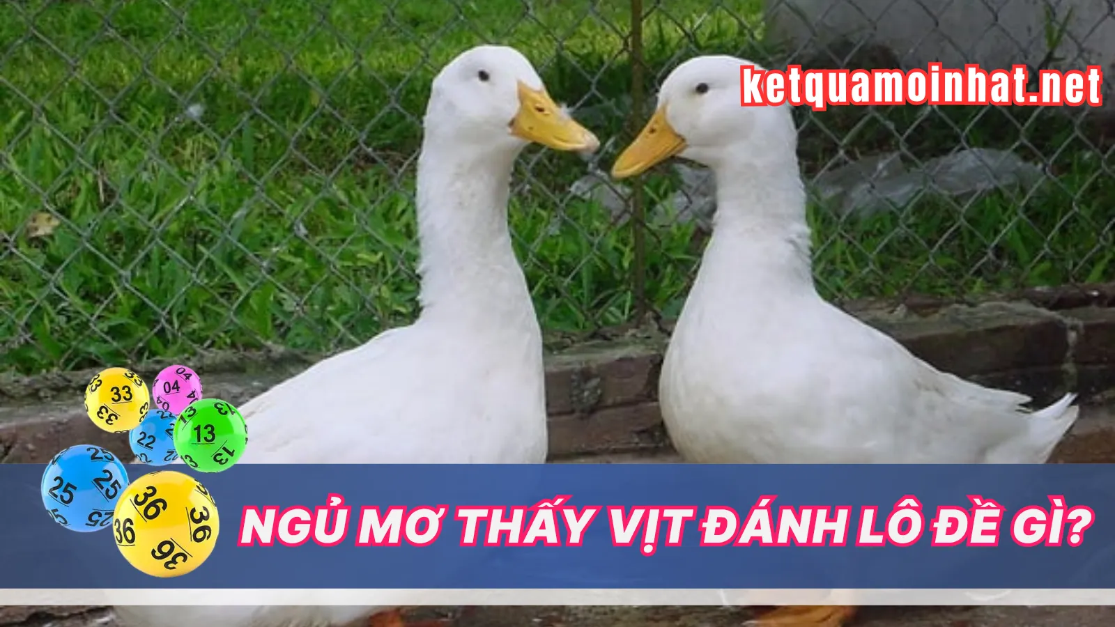 Giải Mã Chi Tiết Các Trường Hợp Mơ Thấy Vịt Giải Mã Chi Tiết Các Trường Hợp Mơ Thấy Vịt